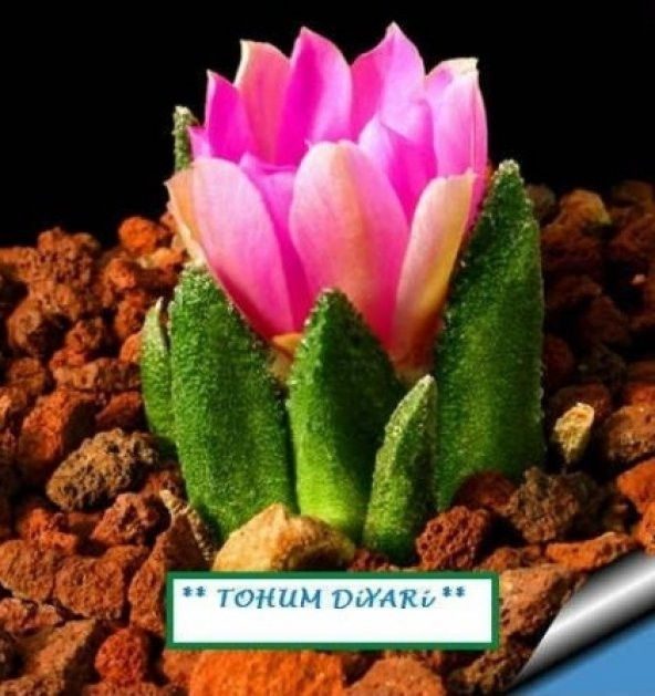Peri Succulents Pembe Çiçekli Kaktüs Tohumu 10 *