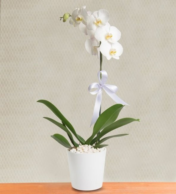 Beyaz Orkide / TEK DAL