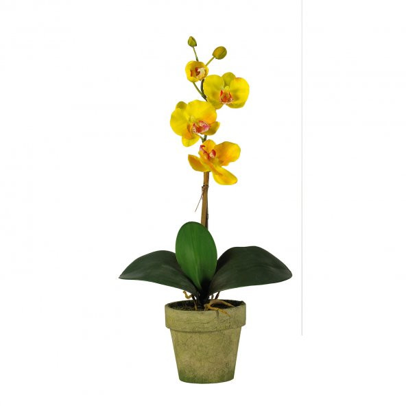 Sarı Orkide / TEK DAL