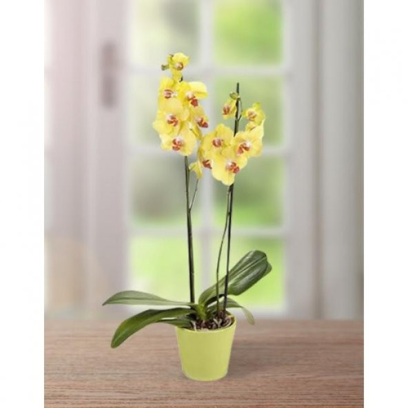 Sarı Orkide / ÇİFT DAL