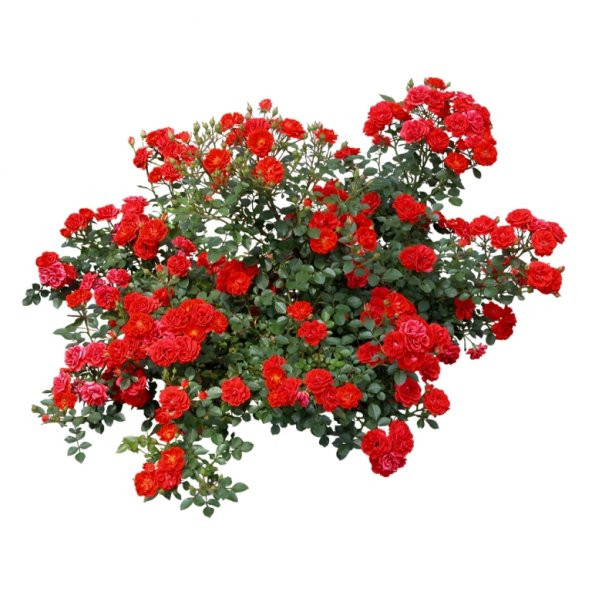 Kokulu Sarmaşık Güller ( kırmızı )