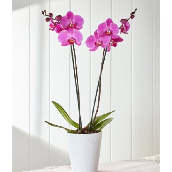 Pembe Orkide / ÇİFT DAL