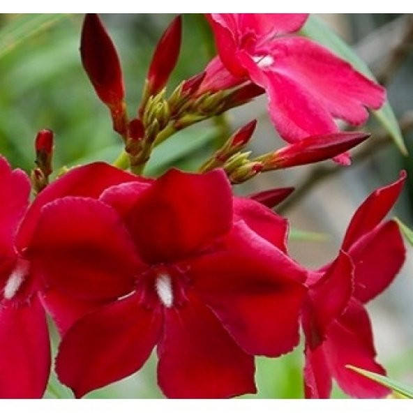 Zakkum Çiçeği ( kırmızı )