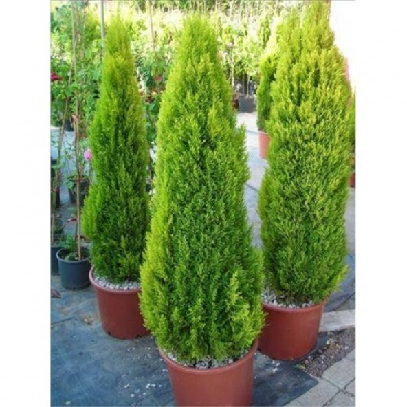 Limon Selvi Fidanı 100 - 120 cm - 2