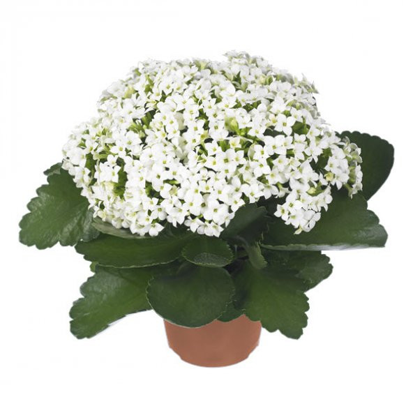 Kalançoe Çiçeği ( Beyaz )