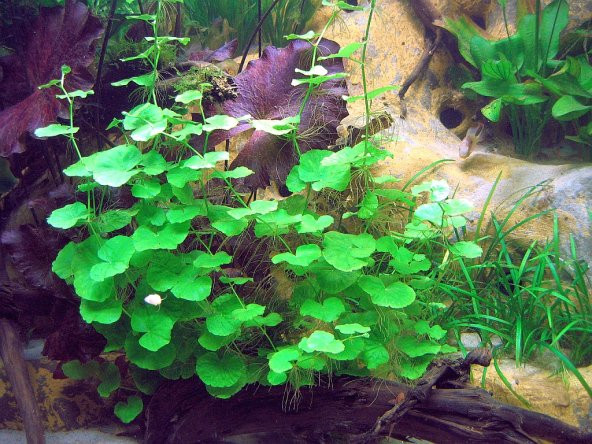Hydrocotyle leucocephala, akvaryum bitkisi, teraryum bitkisi