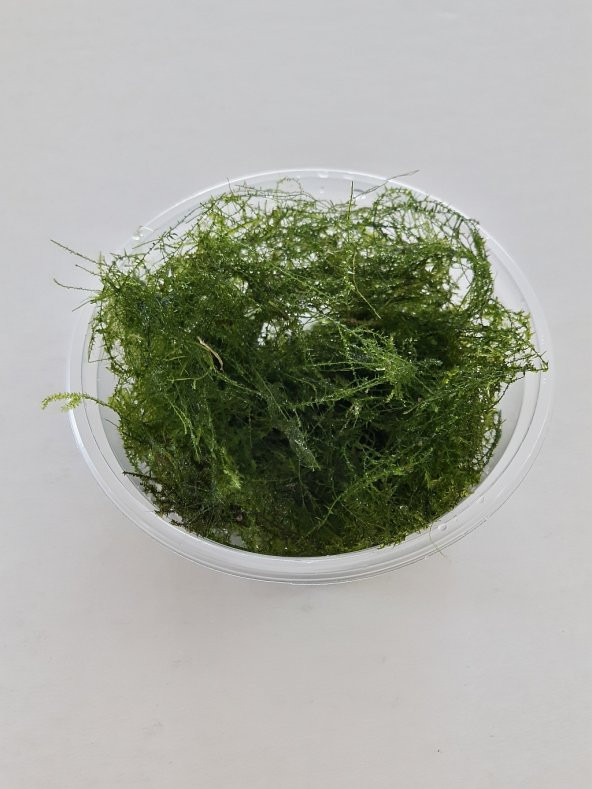 Stringy moss (leptodictyum riparium),  akvaryum bitkisi