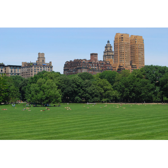 Master Lawn 7 Mix Karışım Çim Tohumu 10 kg - 2