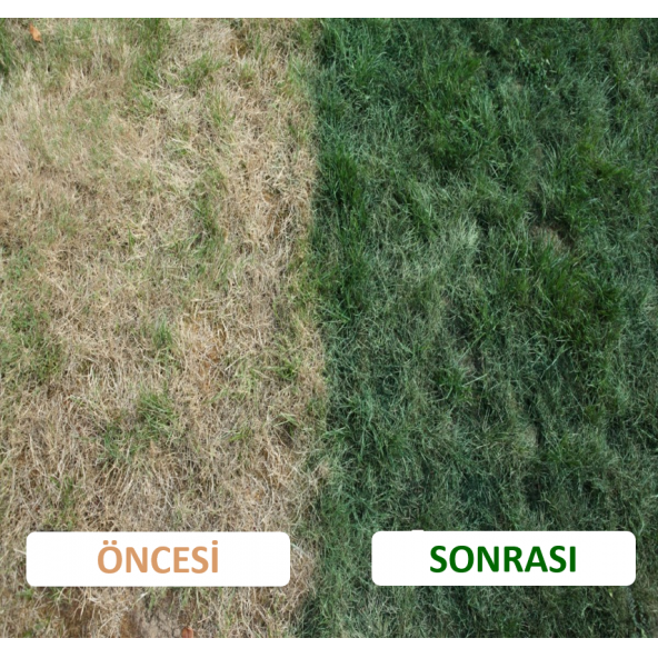 ÇİM BOYASI 5 LİTRE BİDON - 4