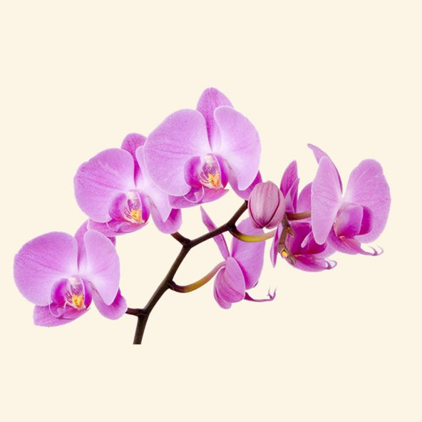 Sabun Esansı Orkide Kokulu 15 Cc