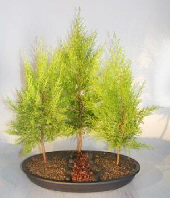 CUPRESSUS GOLD BONSAİ AĞACI TOHUMU 5 TOHUM BONZAİ AĞACI TOHUMU +SÜPRİZ