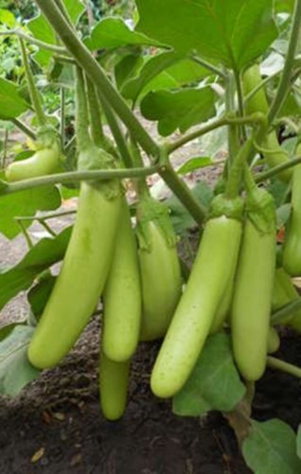 Nadir İthal Yeşil Kemer Patlıcan Tohumu Ekim Seti 5 Tohum + Saksı - Resim 2