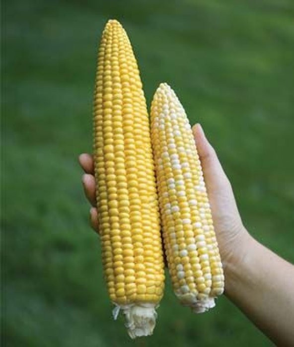 İthal Uzun Mısır Tohumu 45-50 Cm Uzayan Mısır Tohumu 3 Tohum - 2