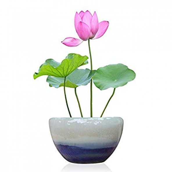 Süper Paket 10 Tohum Lotus Tohumu Nilüfer Tohumu Zambak Su Zambağ