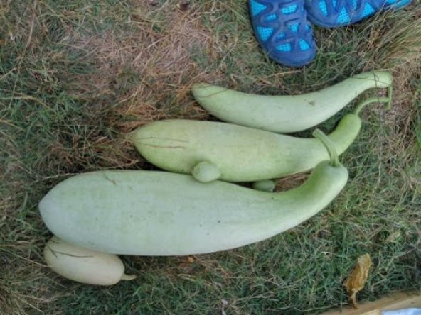 Nadir Haylan Kabağı Tohumu Sıyırma Kabağı Kabak Tohumu 3 Tohum - Resim 2