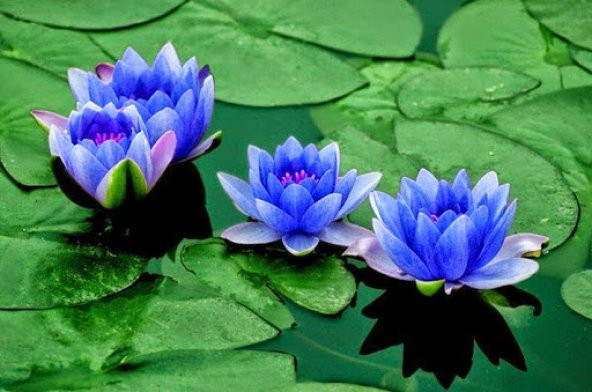 Süper Paket 10 Tohum Lotus Tohumu Nilüfer Tohumu Zambak Su Zambağ - 2