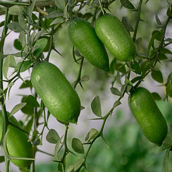 Nadir İthal Parmak Limon Tohumu 3 Tohum + Süpriz Bonzai Tohumu - 3