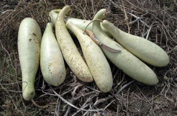 Nadir Haylan Kabağı Tohumu Sıyırma Kabağı Kabak Tohumu 3 Tohum - Resim 3