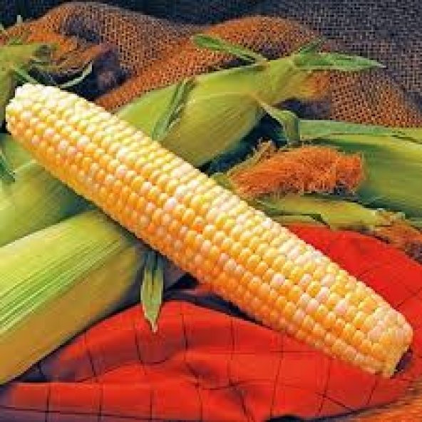 İthal Uzun Mısır Tohumu 45-50 Cm Uzayan Mısır Tohumu 3 Tohum - 3