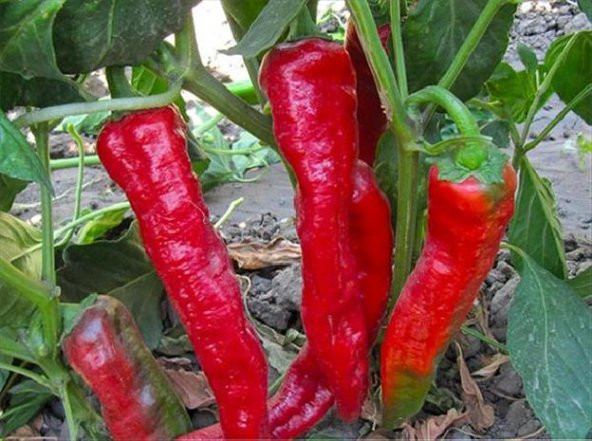 Süper Paket 300 Tohum Salçalık Adana Biberi Tohumu Biber Tohumu - 3