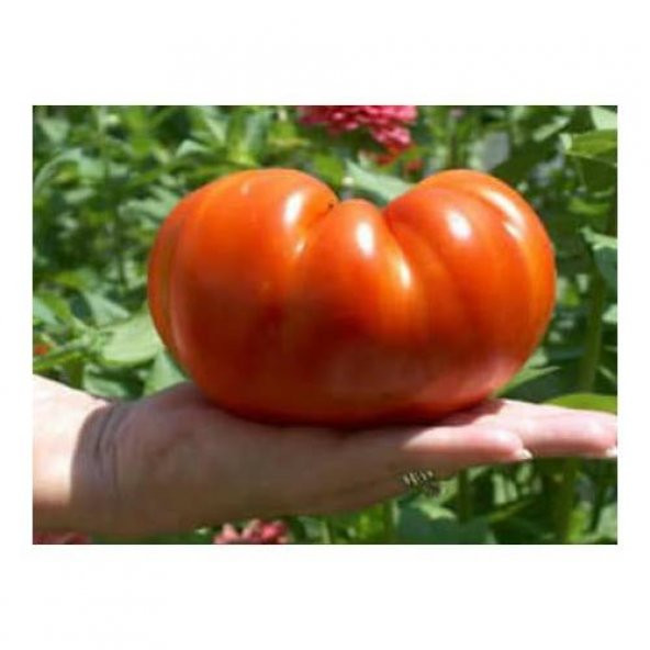 Süper Paket 150 Tohum İthal Dev Hollanda Domates Tohumu +Süpriz - Resim 2