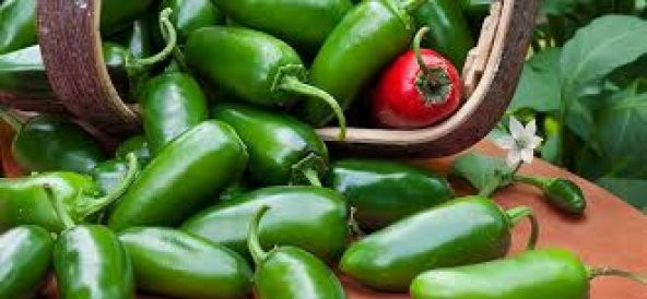 Süper Paket 100 Tohum İthal Çok Acı Meksika Jalapeno Biber Tohumu - Resim 3