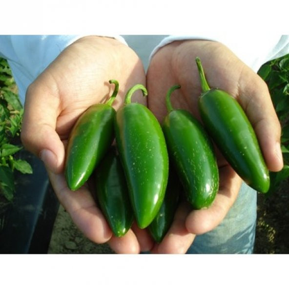 Süper Paket 100 Tohum İthal Çok Acı Meksika Jalapeno Biber Tohumu - Resim 4