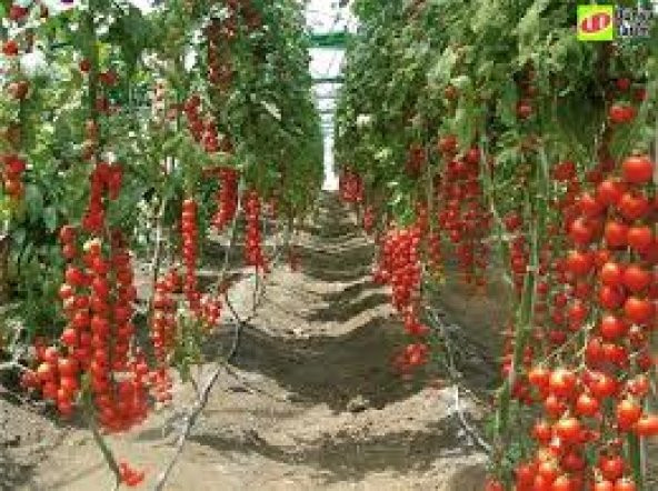 Süper Paket 50 Tohum İthal Mis Kokul Gerçek Sırık Domates Tohumu - 3