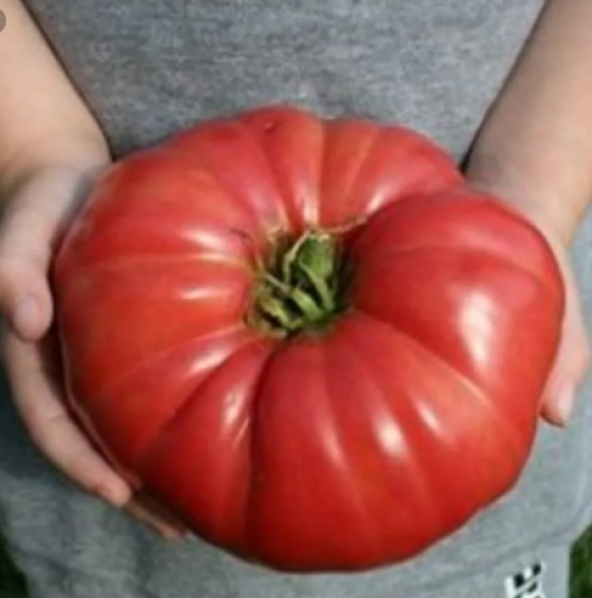 Süper Paket 150 Tohum İthal Dev Hollanda Domates Tohumu +Süpriz - Resim 3