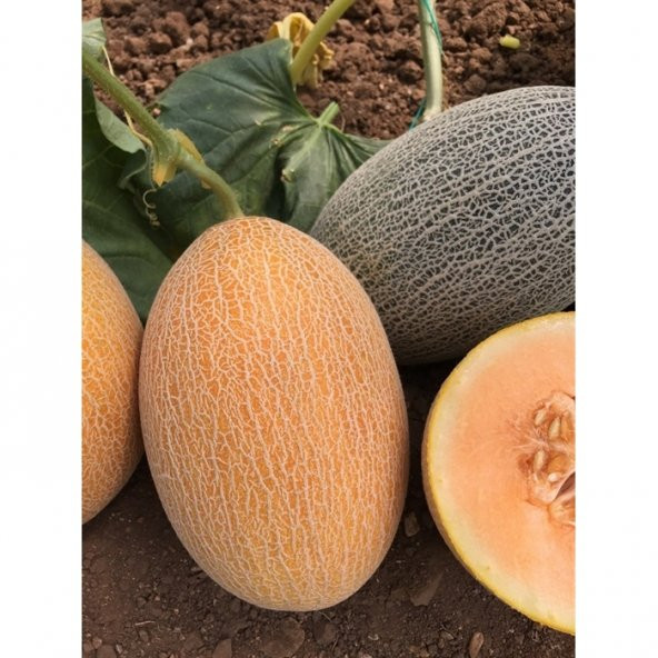 Süper Paket 300 Tohum Mis Kokulu Bal Ananas Kavun Tohumu - 3