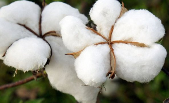 Süper Paket 500 Tohum İthal Beyaz Pamuk Tohumu + Süpriz Hediye - 3