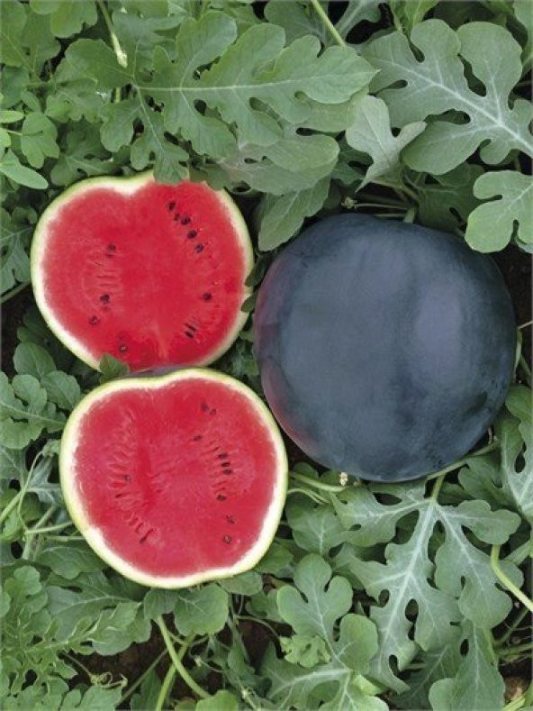 Süper Paket 300 Tohum İthal Halep Karası Siyah Karpuz Tohumu - 2