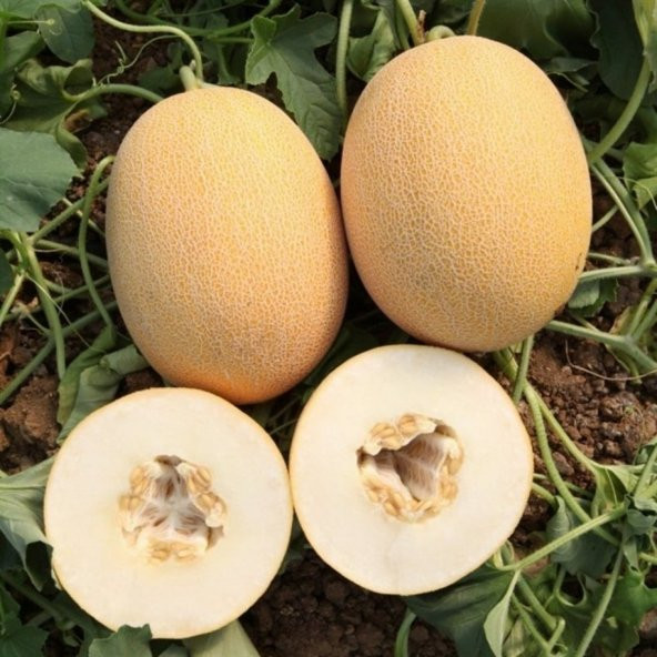 Süper Paket 300 Tohum Mis Kokulu Bal Ananas Kavun Tohumu - 4