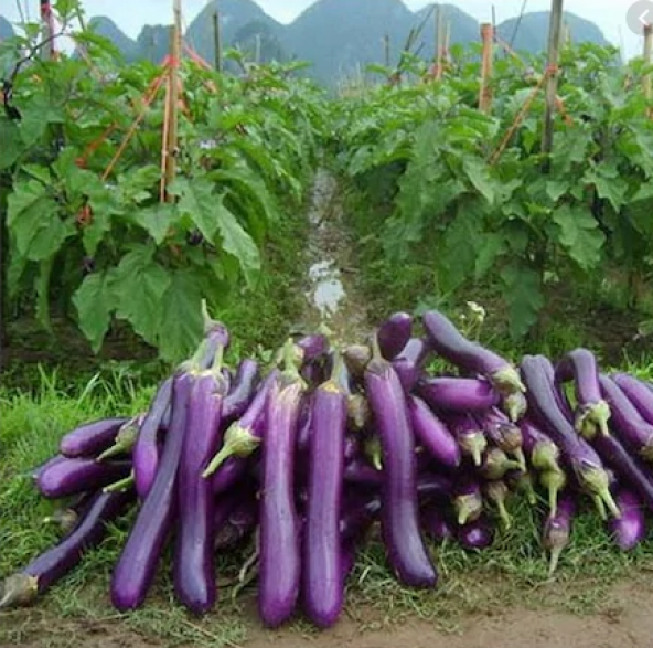 Süper Paket 60 Tohum İthal Nadir Dev Kemer Patlıcan Tohumu +Süpr - Resim 2