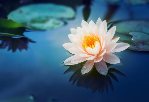 Süper Paket 10 Tohum Lotus Tohumu Nilüfer Tohumu Zambak Su Zambağ - 6