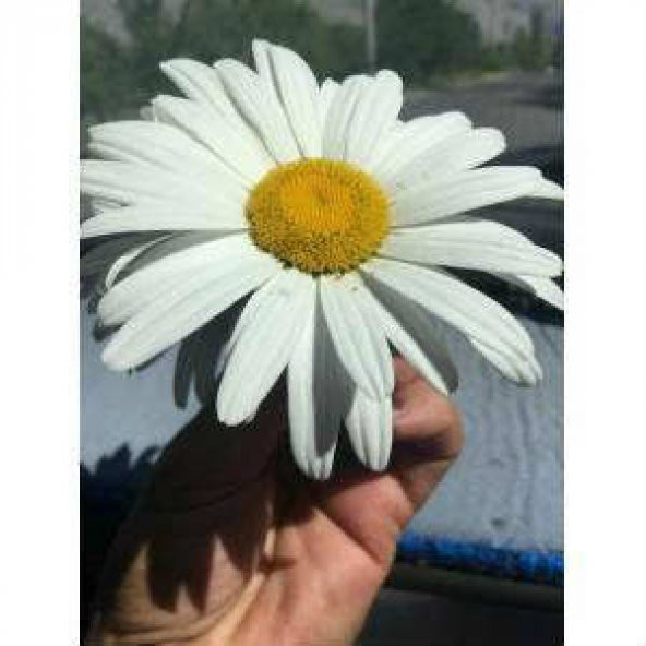 Süper Paket 150 Adet Tohum İthal Dev Papatya Tohumu Çiçek Tohumu