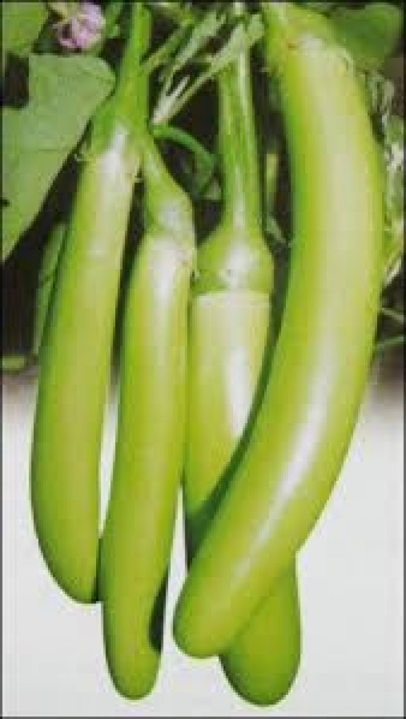 Süper Paket 50 Tohum Nadir Endonezya Yeşil Kemer Patlıcan Tohumu - 4