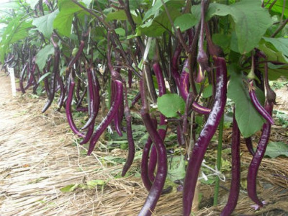 Süper Paket 60 Tohum İthal Nadir Dev Kemer Patlıcan Tohumu +Süpr - Resim 3