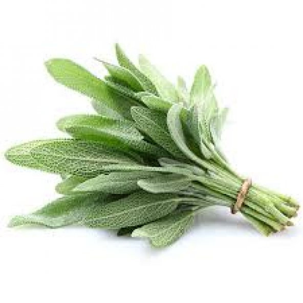 Eko Paket 50 Tohum Adaçayı Tohumu Ada Çayı Dağ Çayı Çay