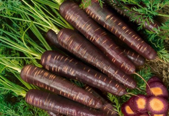Süper Paket 2000 Tohum Mor Havuç Tohumu Şalgam Havucu Tohumu - 3