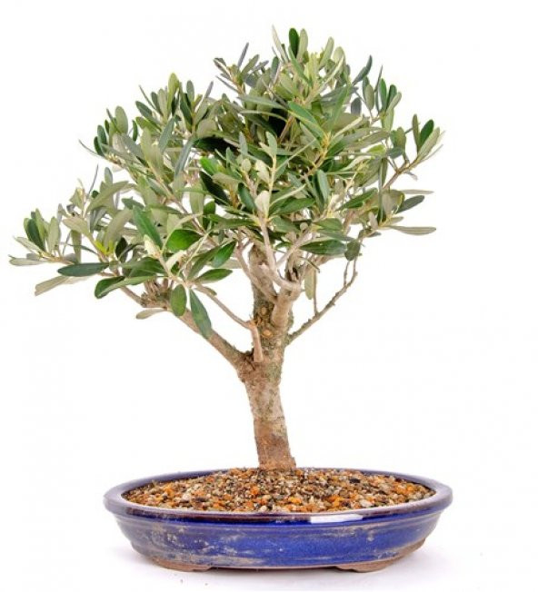 Nadir İthal Zeytin Bonzai Ağacı Tohumu 2 Tohum + Süpriz Hediye - 2