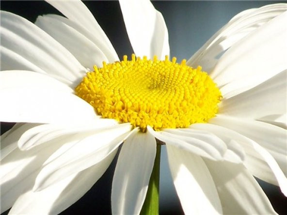 Süper Paket 150 Adet Tohum İthal Dev Papatya Tohumu Çiçek Tohumu - 4