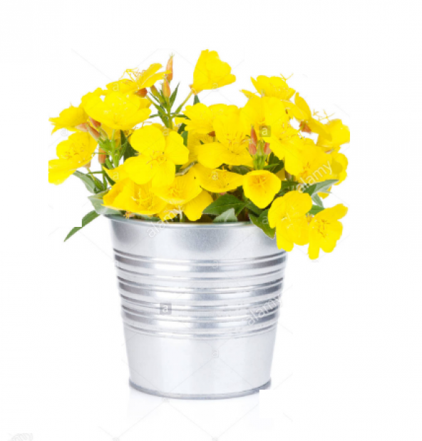 Eko Paket 125 Tohum Ezan Çiçeği Tohumu Çiçek Tohumu Gece Mumu