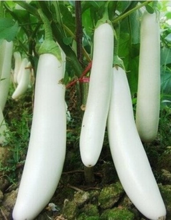 Eko Paket 25 Tohum Endonezya Beyaz Kemer Patlıcan Tohumu + Süpri - Resim 2