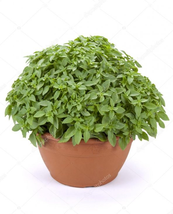 Eko Paket 200 Tohum Saksılık Kokulu Top Reyhan Tohumu Fesleğen