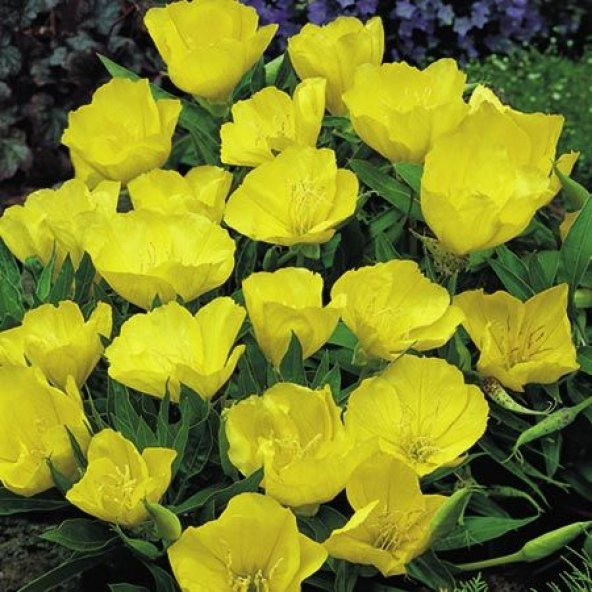 Eko Paket 125 Tohum Ezan Çiçeği Tohumu Çiçek Tohumu Gece Mumu - 2