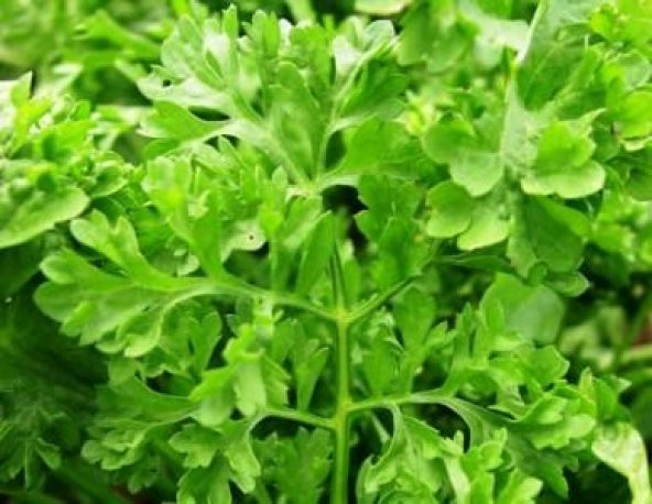 Eko Paket 750 Tohum İthal Crinkled Kıvırcık Tere Tohumu + Süpriz - Resim 3