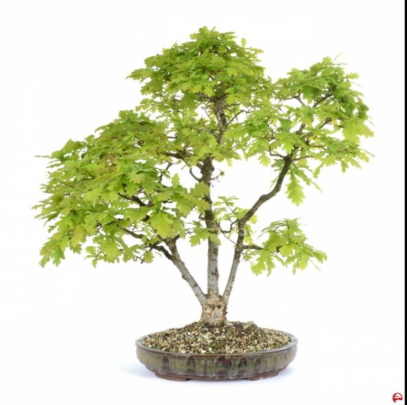İthal Meşe Bonzai Ağacı Tohumu 3 Tohum + Süpriz Hediye Bonsai Toh - 3