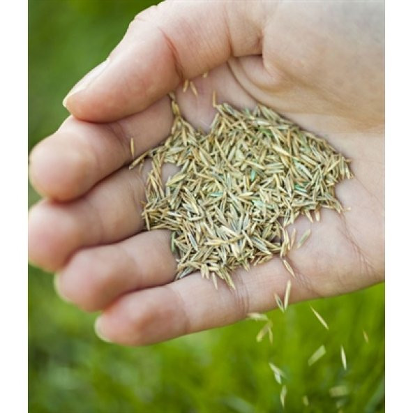 1 KG İthal 3lü Karışım Çim Tohumu + Süpriz Hediye Tohum - Resim 2