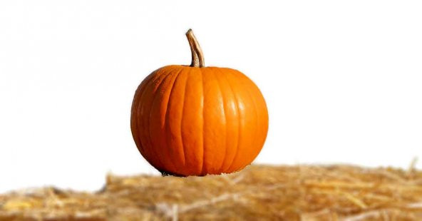 Eko Paket 80 Tohum İri Bal Kabağı Tohumu Kabak Tohumu - Resim 3